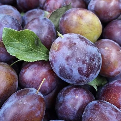 Yakima Fruit Market - Bothell, WA